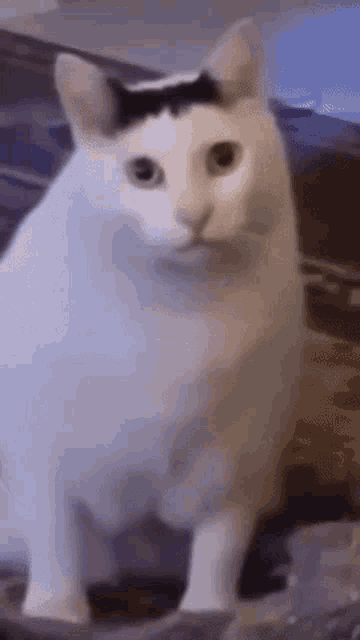Huh Cat Huh M4rtin GIF – Huh Cat Huh M4rtin Huh – GIFs entdecken und teilen
