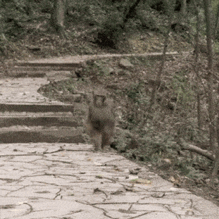 a monkey walking down a stone path with stairs