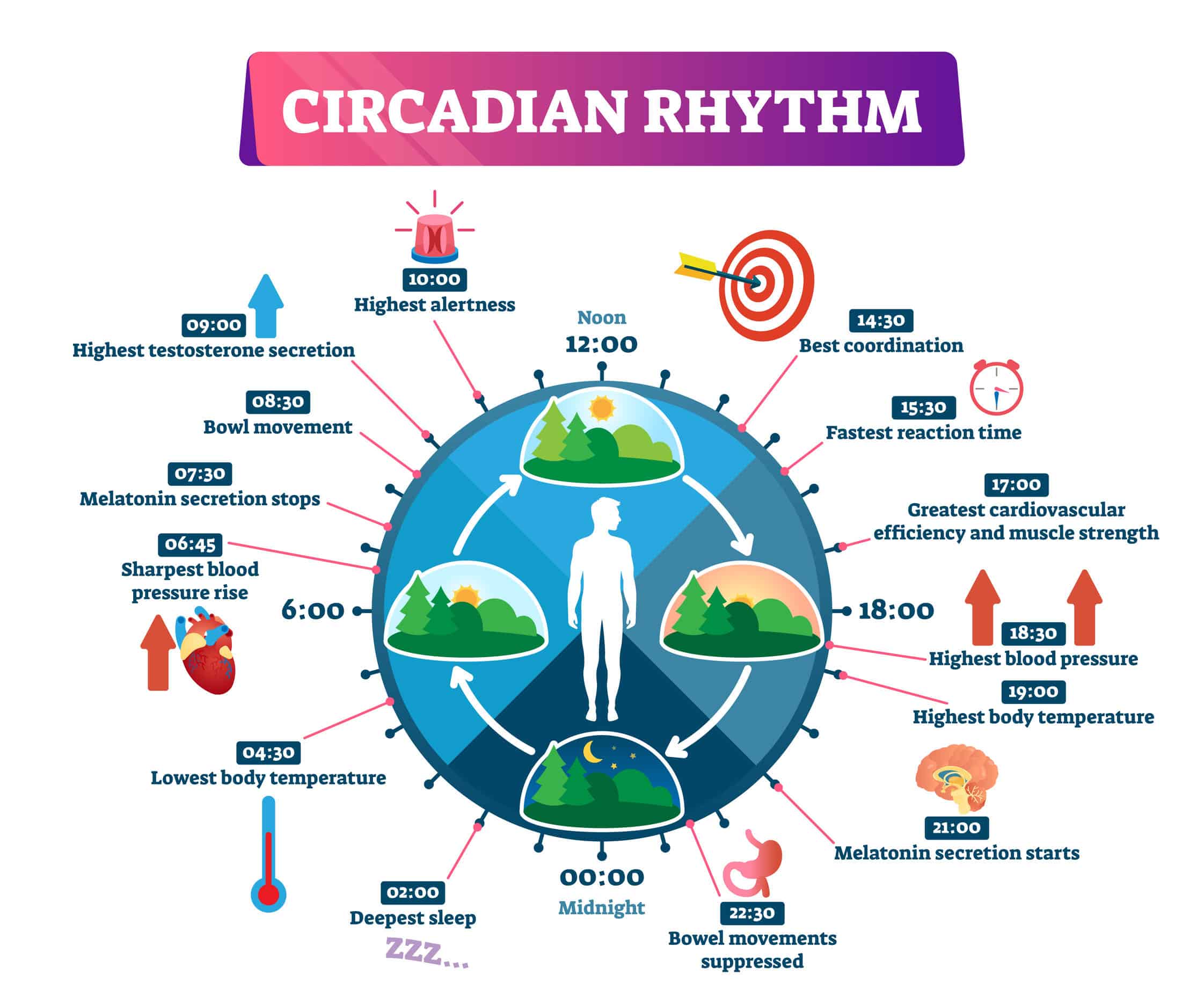 What-is-Circadian-Rhythm.jpg