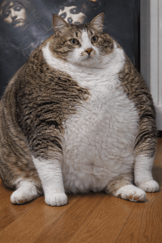 a very fat cat is sitting on a wood floor