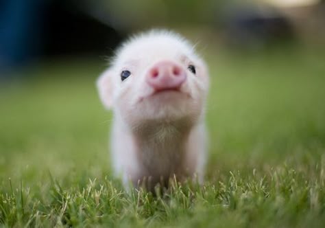 34 Best Teacup Pigs ideas | teacup pigs, baby pigs, cute pigs
