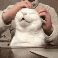 Scratching Cat GIFs | Tenor