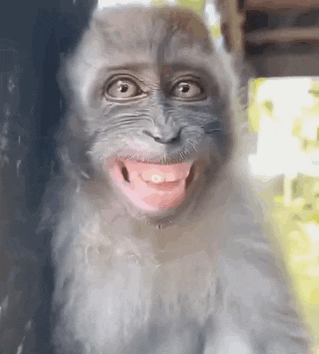 a close up of a monkey making a funny face with its mouth open