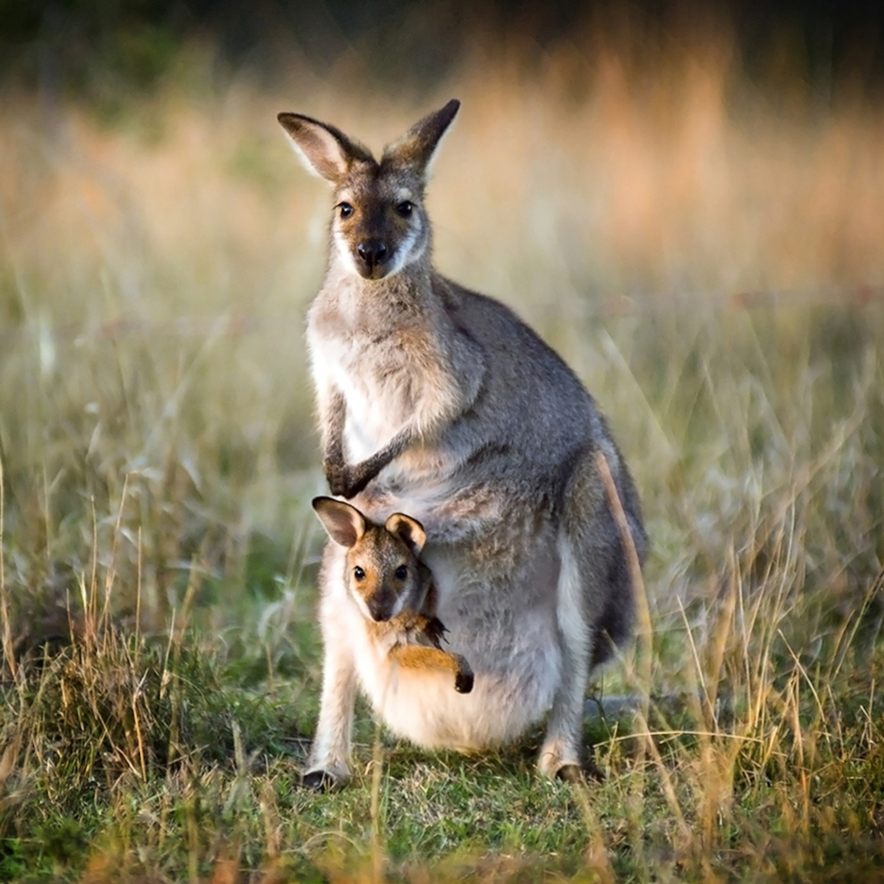 kangaroo-joey_square.jpg