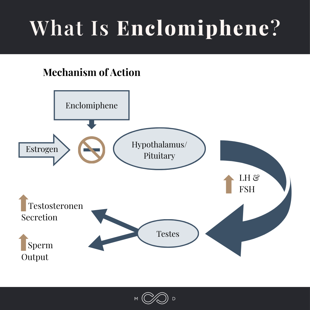 What is enclomiphene infographic 1