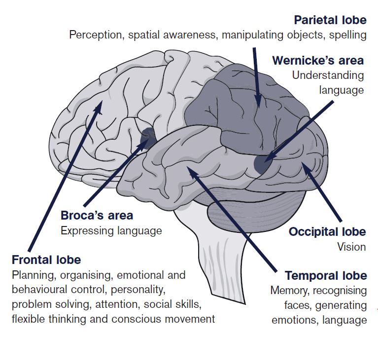 https://www.headway.org.uk/media/2790/cerebralcortex.jpg