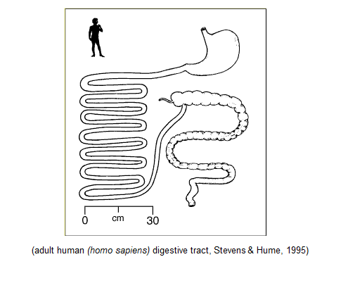 Digestive Anatomy – The Nutritive Comparison of the ...