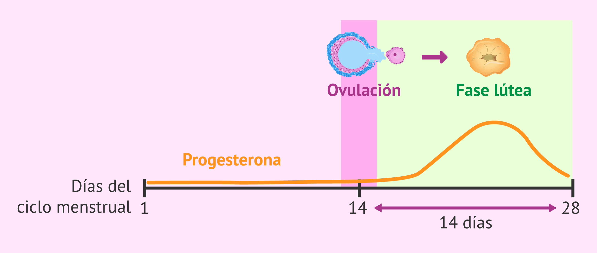 duracion-fase-lutea.png