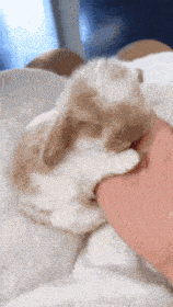 a person is petting a brown and white rabbit