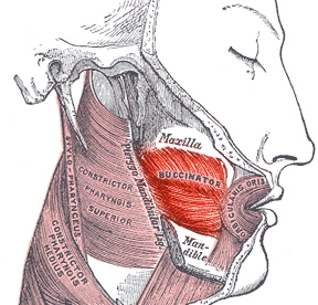 Buccinator muscle - Wikipedia