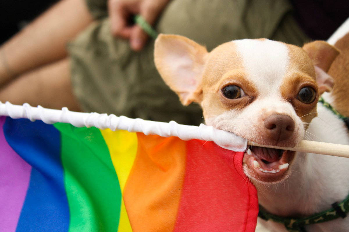 rainbow-dog-pride.jpg