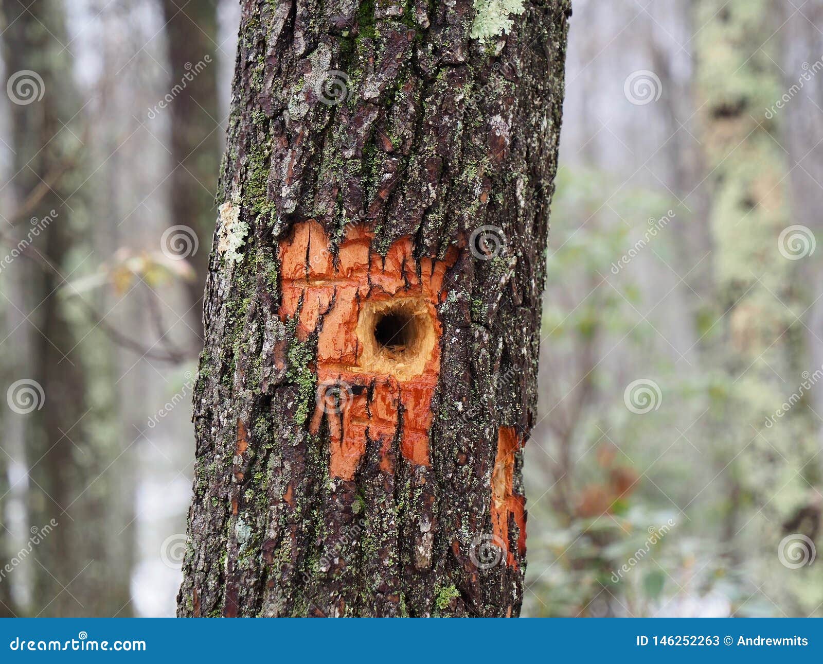 Woodpecker Hole in Tree Trunk Stock Image - Image of nature, life ... Woodpecker Hole in Tree Trunk Stock Image - Image of nature, life ...