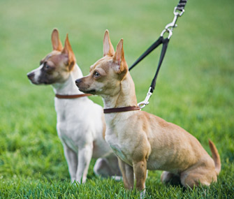two-dogs-on-leash-thinkstock-80602680-335sm22713.jpg