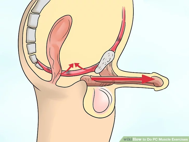 Image titled Do PC Muscle Exercises Step 7 Image titled Do PC Muscle Exercises Step 7