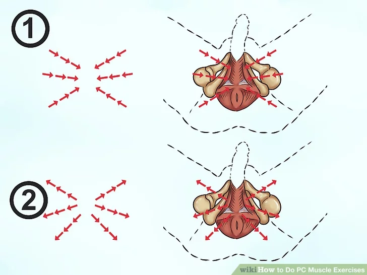 Image titled Do PC Muscle Exercises Step 6 Image titled Do PC Muscle Exercises Step 6